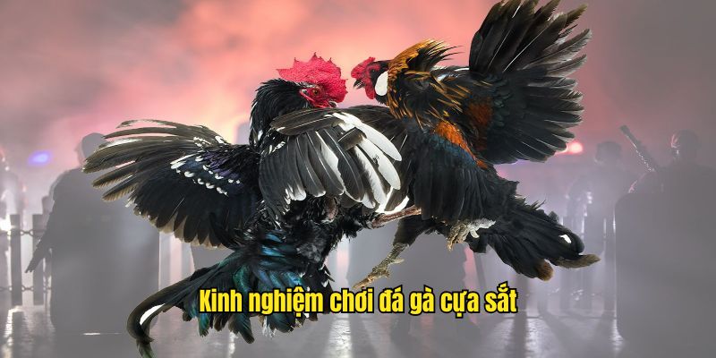 Thông tin tổng hợp về kinh nghiệm chơi đá gà tại SHBET